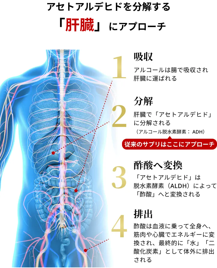 アセトアルデヒドを分解する「肝臓」にアプローチ