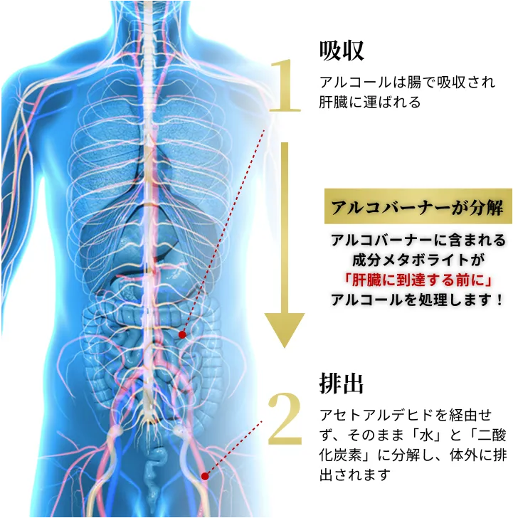 アルコバーナーに含まれる成分メタボライトが「肝臓に到達する前に」アルコールを処理します！